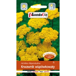 Krwawnik-wiązówkowaty-żółty-0,3g-ST/PL
